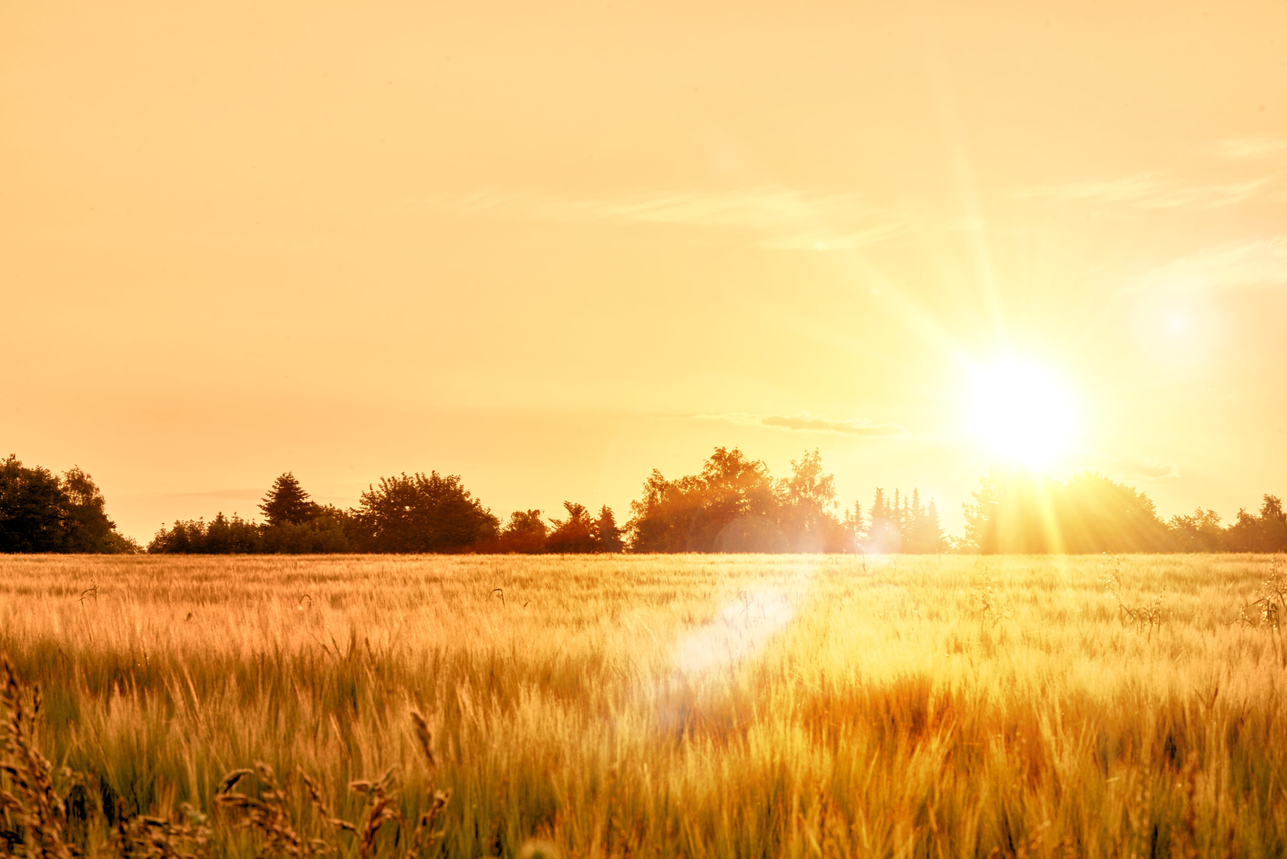 Sunrise over cornfield / field. The sun shines straight into the camera an early fresh morning