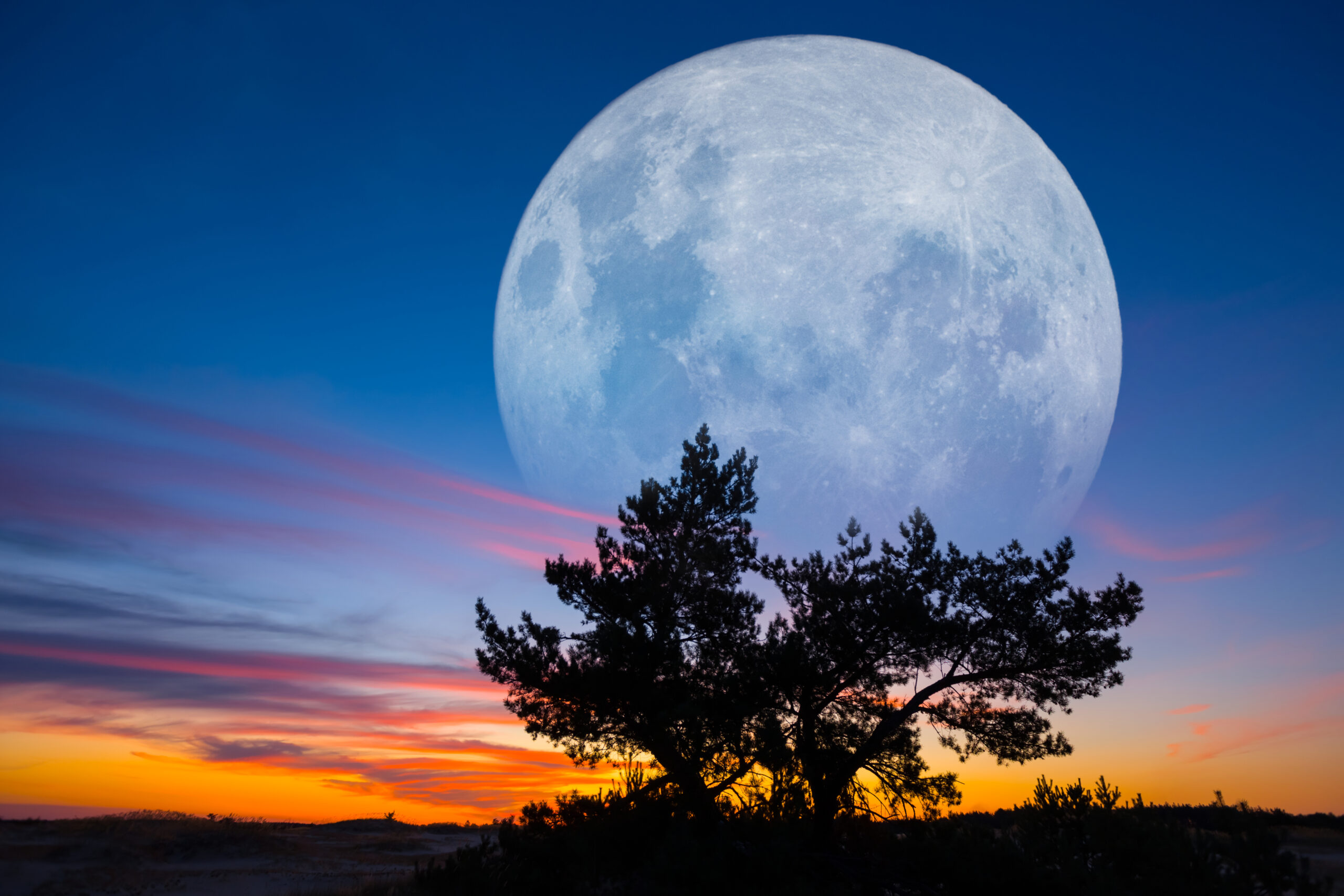 full moon rising over the pine tree silhouette on dramatic sky