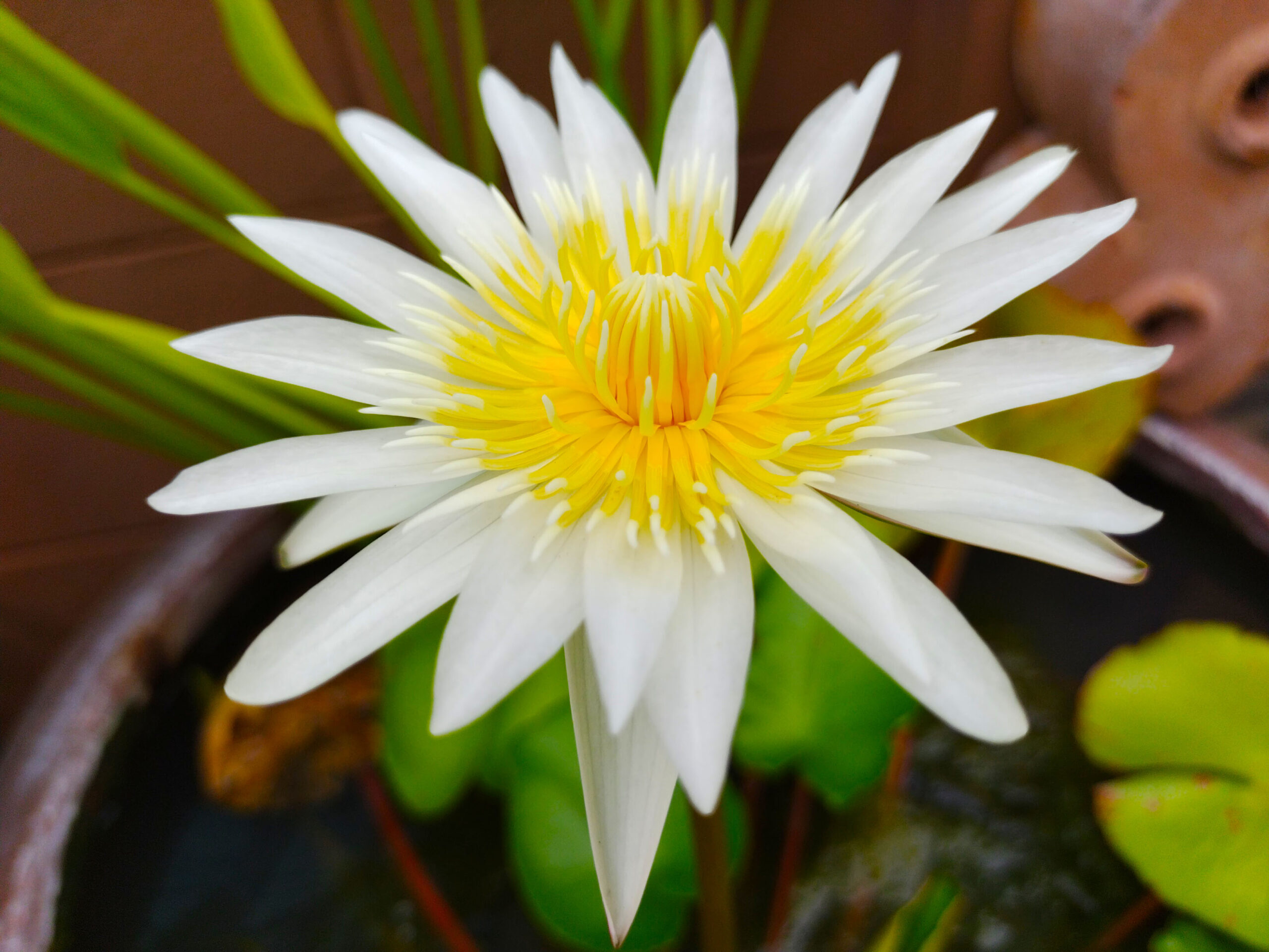 White lotus with yellow pollen for use as background